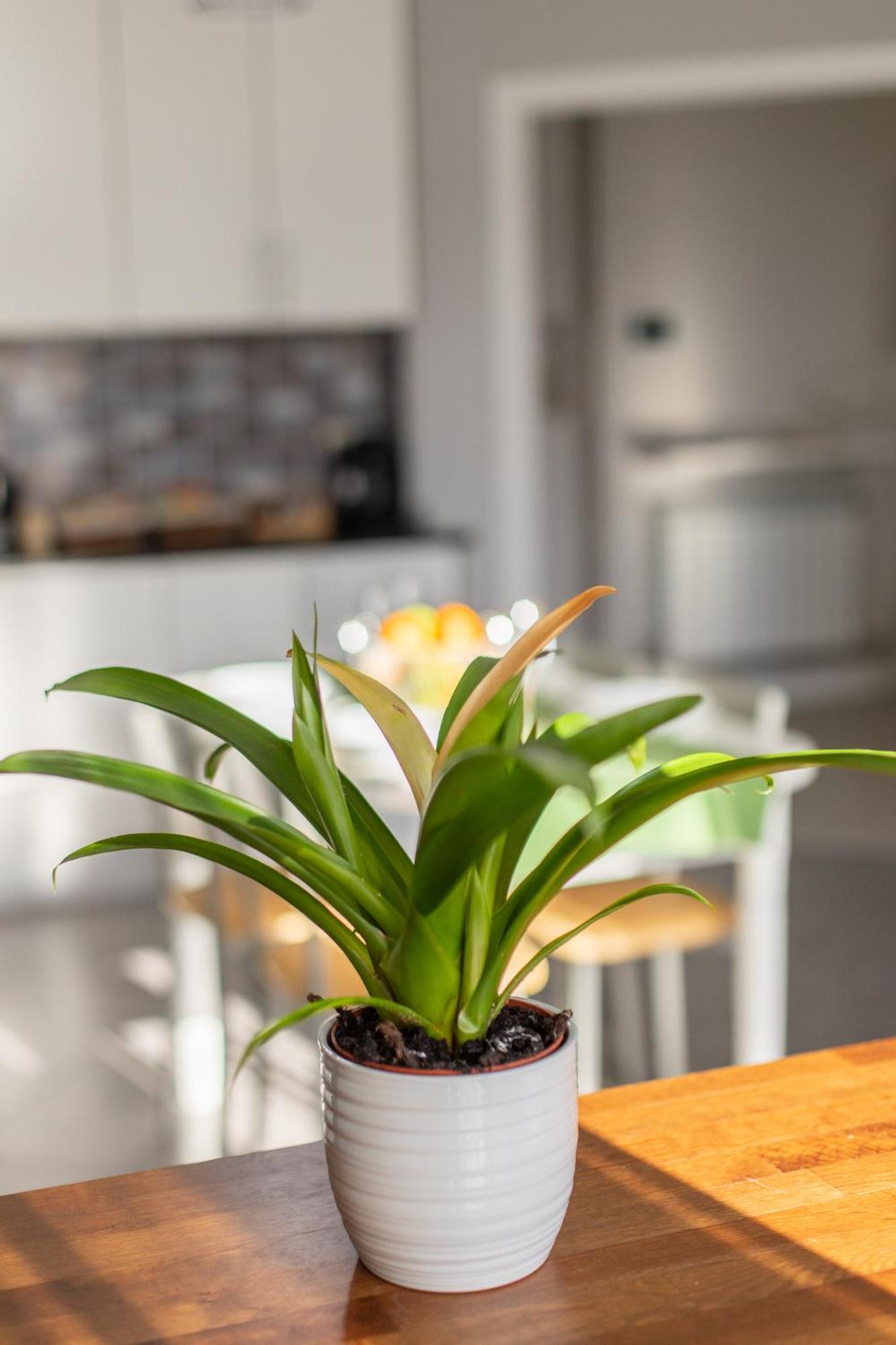 Veigas De Iria - Apartamento Turistico Vut Padrón Dış mekan fotoğraf